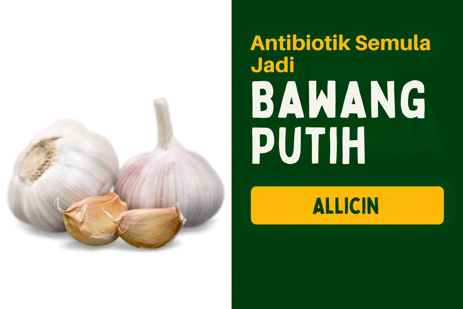 Bawang Putih - Antibiotik Semulhttps:a Jadi